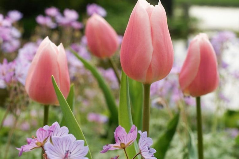 Tulipa Gabriella,Tulip 'Gabriella', Triumph Tulip 'Gabriella', Triumph Tulips, Spring Bulbs, Spring Flowers, Tulipe Gabriella, Pink Tulips, Tulipes Triomphe