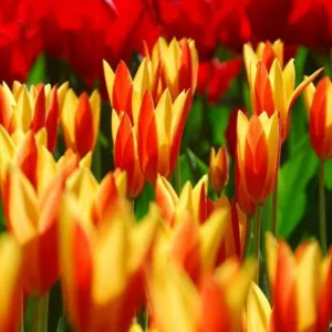 Tulipa Giuseppe Verdi,Tulip 'Giuseppe Verdi', Kaufmanniana Tulip 'Giuseppe Verdi', Waterlily Tulip 'Giuseppe Verdi', Kaufmanniana Tulips, Spring Bulbs, Spring Flowers, Bicolor tulip, Red tulip, Yellow tulip