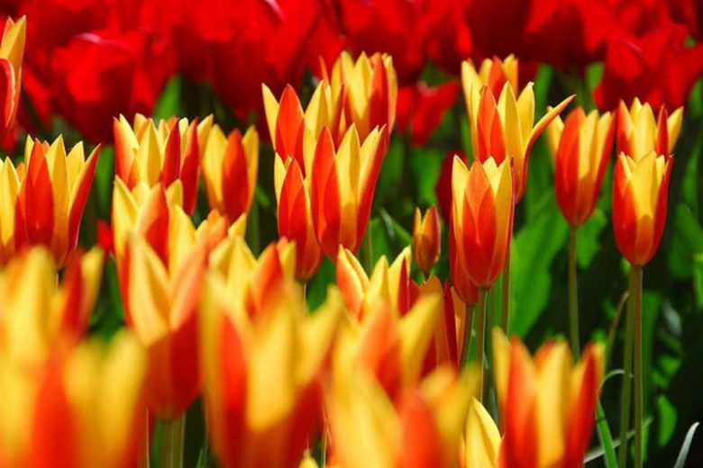 Tulipa Giuseppe Verdi,Tulip 'Giuseppe Verdi', Kaufmanniana Tulip 'Giuseppe Verdi', Waterlily Tulip 'Giuseppe Verdi', Kaufmanniana Tulips, Spring Bulbs, Spring Flowers, Bicolor tulip, Red tulip, Yellow tulip
