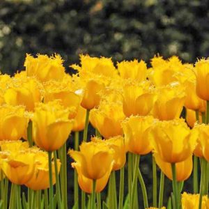Tulipa Hamilton, Tulip 'Hamilton', Fringed Tulip 'Hamilton', Fringed Tulips, Spring Bulbs, Spring Flowers, Tulipe Hamilton,Yellow Tulips, Tulipes Dentelles