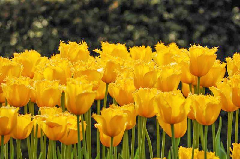 Tulipa 'Hamilton' (Fringed Tulip)