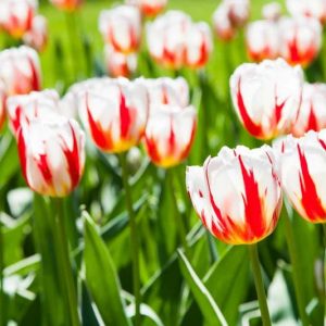 Tulipa 'Happy Generation', Tulip 'Happy Generation', Triumph Tulip 'Happy Generation', Triumph Tulips, Spring Bulbs, Spring Flowers, White Tulips, Bicolor Tulip