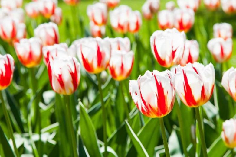 Tulipa 'Happy Generation', Tulip 'Happy Generation', Triumph Tulip 'Happy Generation', Triumph Tulips, Spring Bulbs, Spring Flowers, White Tulips, Bicolor Tulip