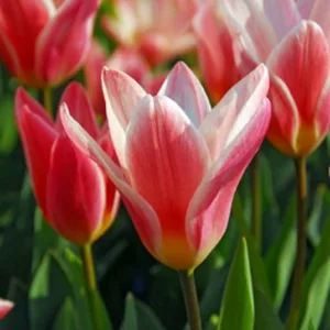 Kaufmanniana Tulip, Tulipa Heart's Delight, Tulip 'Heart's Delight', Kaufmanniana Tulip 'Heart's Delight', Waterlily Tulip 'Heart's Delight', Kaufmanniana Tulips, Spring Bulbs, Spring Flowers, Tulipe Heart's Delight, Pink Tulip, Bicolor Tulip