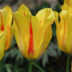Tulipa 'Hocus Pocus', Tulip 'Hocus Pocus', Single Late Tulip 'Hocus Pocus', Single Late Tulips, Spring Bulbs, Spring Flowers, Tulipe Hocus Pocus, Yellow tulips, Pink tulips, Tulipes Simples Tardives