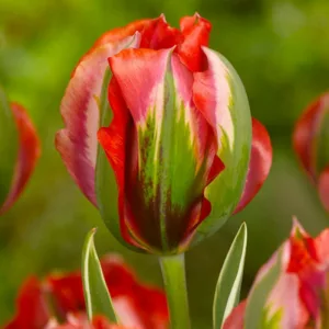 Tulipa 'Hollywood Star', Tulip 'Hollywood Star', Viridiflora Tulip 'Hollywood Star', Viridiflora Tulips, Spring Bulbs, Spring Flowers, Tulipe Hollywood Star,Tulipes Viridiflora, Red Tulips