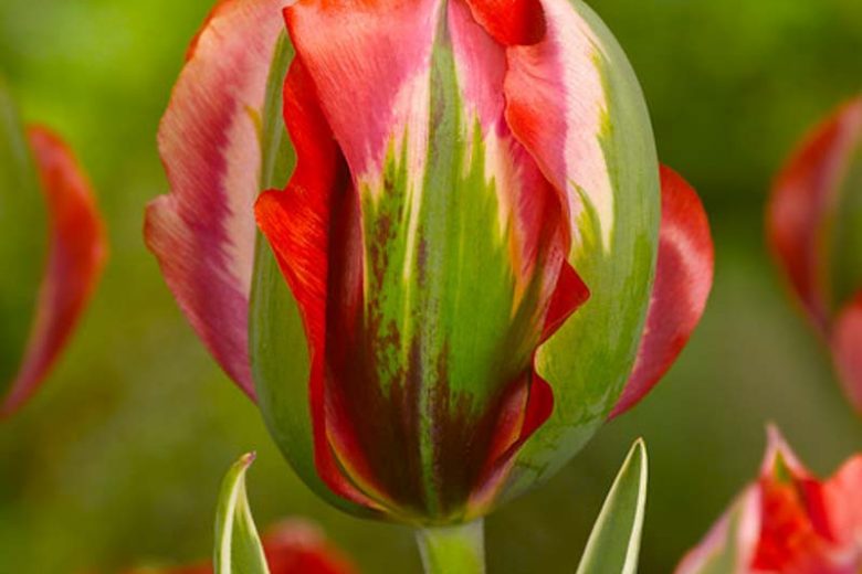 Tulipa 'Hollywood Star', Tulip 'Hollywood Star', Viridiflora Tulip 'Hollywood Star', Viridiflora Tulips, Spring Bulbs, Spring Flowers, Tulipe Hollywood Star,Tulipes Viridiflora, Red Tulips