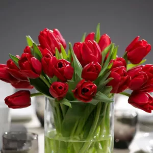 Tulipa Ile de France,Tulip 'Ile de France', Triumph Tulip 'Ile de France', Triumph Tulips, Spring Bulbs, Spring Flowers, Tulipe Ile de France,Red Tulips, Tulipes Triomphe, Mid spring tulips