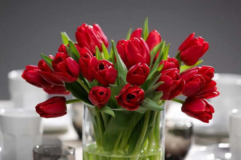 Tulipa Ile de France,Tulip 'Ile de France', Triumph Tulip 'Ile de France', Triumph Tulips, Spring Bulbs, Spring Flowers, Tulipe Ile de France,Red Tulips, Tulipes Triomphe, Mid spring tulips