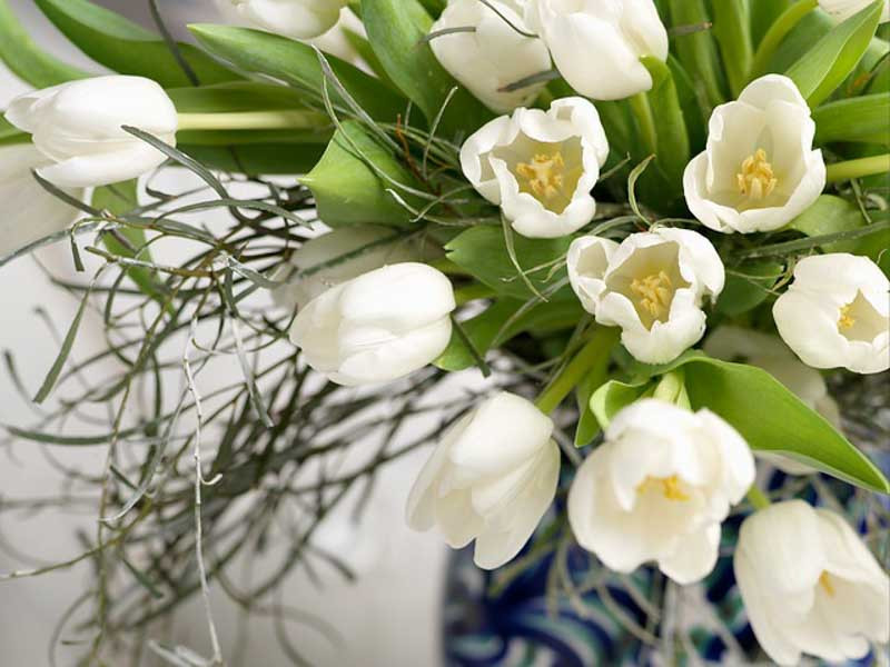 Tulipa 'Inzell' (Triumph Tulip)