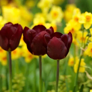 Tulipa 'Jan Reus',Tulip 'Jan Reus', Triumph Tulip 'Jan Reus', Triumph Tulips, Spring Bulbs, Spring Flowers, Tulipe Jan Reus, Purple Tulips,Dark Tulips, Tulipes Triomphe
