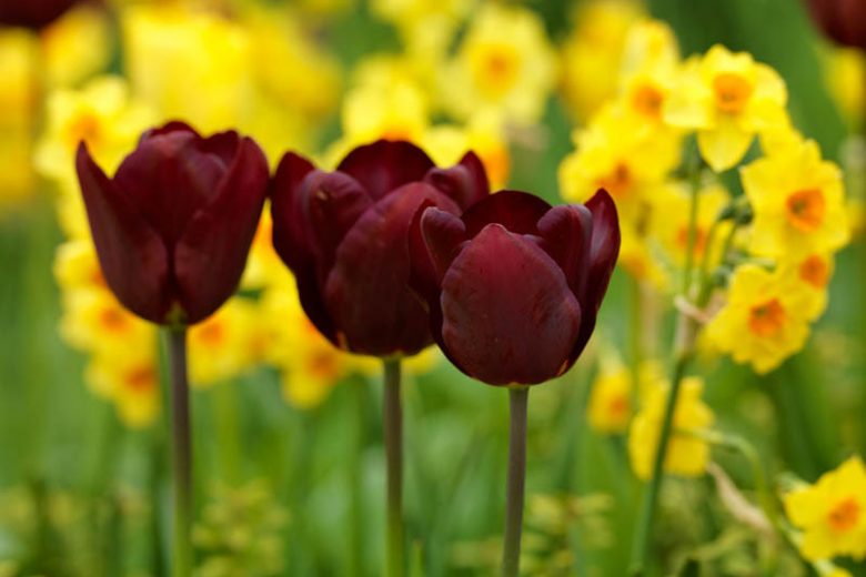 Tulipa 'Jan Reus',Tulip 'Jan Reus', Triumph Tulip 'Jan Reus', Triumph Tulips, Spring Bulbs, Spring Flowers, Tulipe Jan Reus, Purple Tulips,Dark Tulips, Tulipes Triomphe