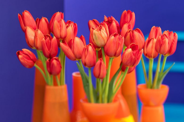 Tulipa 'Kingsblood', Tulip 'Kingsblood', Single Late Tulip 'Kingsblood', Single Late Tulips, Spring Bulbs, Spring Flowers, Red Tulip, Red Tulips