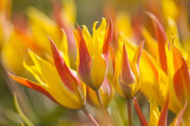 Tulipa kolpakowskiana, Kolpakowsky's Tulip, Botanical Tulips, Tulip Species, Rock Garden Tulips, Wild Tulips, Candle Stick Tulips, Lady Tulips