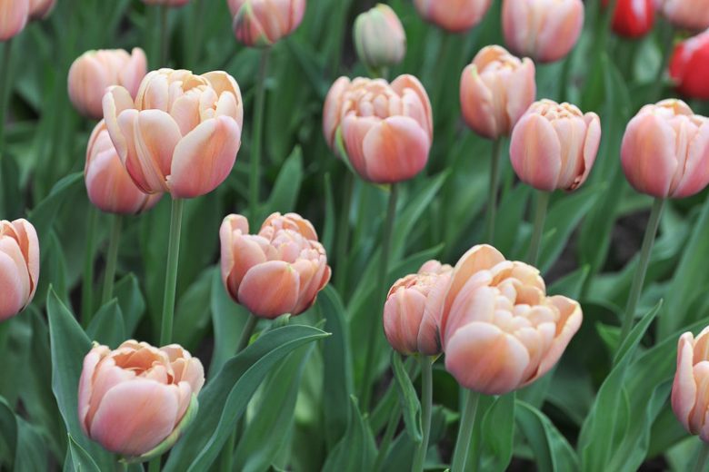 Tulipa 'La Belle Epoque',Tulip 'La Belle Epoque', Double Early Tulip 'La Belle Epoque', Double Early Tulips, Spring Bulbs, Spring Flowers, Double White Tulip, White Tulip, Double Yellow Tulip, Yellow Tulip