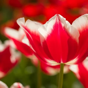 Tulipa 'Leen Van Der Mark',Tulip 'Leen Van Der Mark', Triumph Tulip 'Leen Van Der Mark', Triumph Tulips, Spring Bulbs, Spring Flowers, Red Tulip, Bicolor Tulip, Yellow Tulip