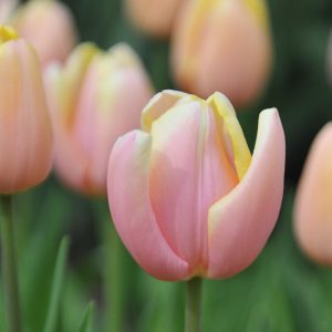 Tulipa 'Mango Charm',Tulip 'Mango Charm', Triumph Tulip 'Mango Charm', Triumph Tulips, Spring Bulbs, Spring Flowers, Orange Tulip, Bicolor Tulip, Apricot Tulip