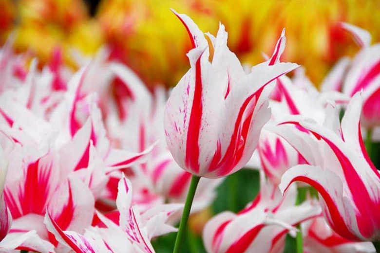 Tulip ''Marilyn', Lily-Flowered Tulip ''Marilyn', Lily-Flowering Tulip ''Marilyn', Lily-Flowered Tulips, Spring Bulbs, Spring Flowers, Bicolor Tulip, Red Tulip, White tulip, Late spring tulip, Late season tulip