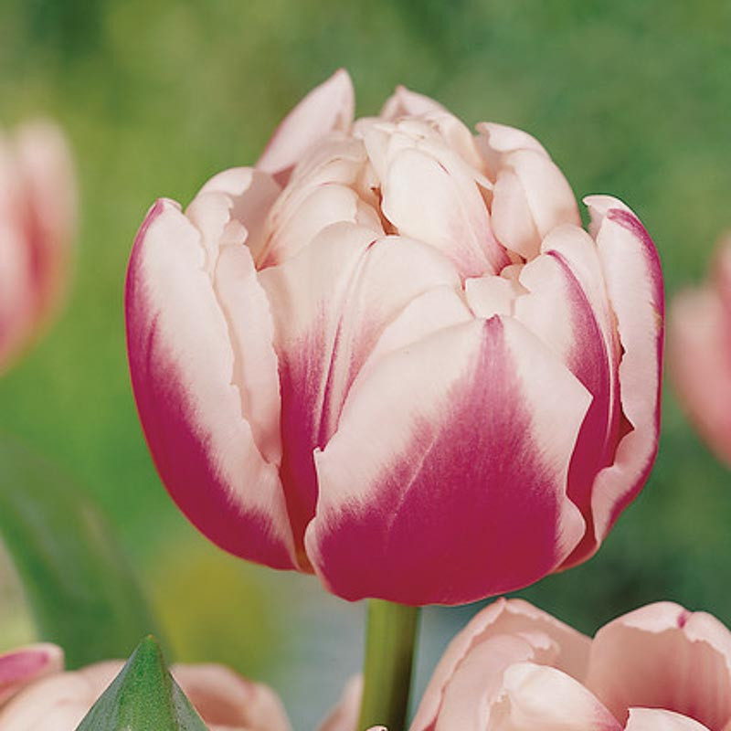 Tulipa 'Melrose' (Double Early Tulip)