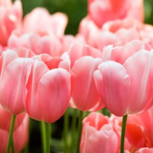 Tulipa 'Menton', Tulip 'Menton', Single Late Tulip 'Menton', Single Late Tulips, Spring Bulbs, Spring Flowers, Pink Tulip, Orange Tulip, Single Late Tulip, French Tulip