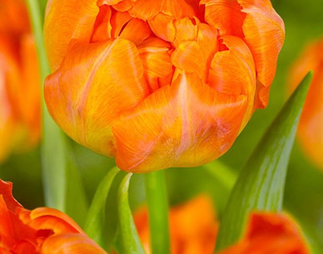 Tulipa 'Orca', Tulip 'Orca', Double Early Tulip 'Orca', Double Early Tulips, Spring Bulbs, Spring Flowers, Orange Tulip, Tulip Bulbs, Tulips, Tulip, Tulip Popular