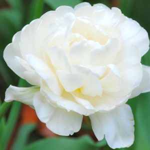 Tulipa 'Mount Tacoma', Tulip 'Mount Tacoma', Double Late Tulip 'Mount Tacoma', Double Late Tulips, Spring Bulbs, Spring Flowers, Ivory Tulip, Creamy Tulip, White Tulip