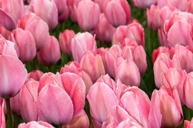 Tulipa 'Mystic van Eijk', Tulip 'Mystic van Eijk', Darwin Hybrid Tulip Mystic van Eijk', Darwin Hybrid Tulips, Spring Bulbs, Spring Flowers, Pink Tulip