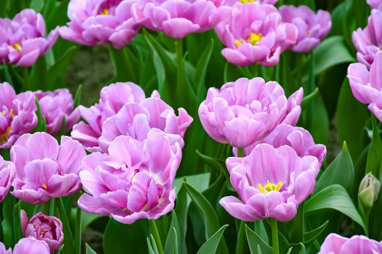 Tulipa 'Negrita Double',Tulip 'Negrita Double', Double Late Tulip 'Negrita Double', Double Late Tulips, Spring Bulbs, Spring Flowers, Tulipe Abigail, Purple Tulips, Late spring tulips, Tulipes Doubles Tardives
