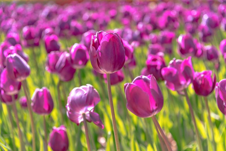 Tulipa Negrita,Tulip 'Negrita', Triumph Tulip 'Negrita', Triumph Tulips, Spring Bulbs, Spring Flowers, Tulipe Negrita,Purple Tulip