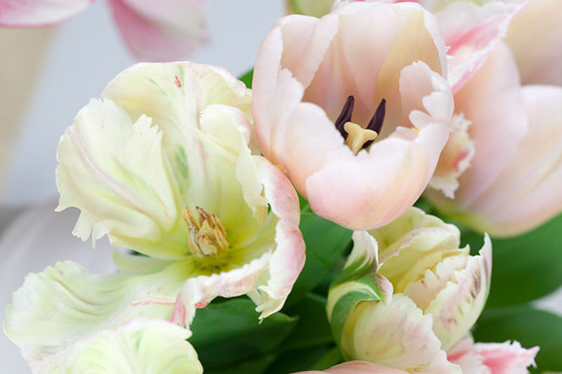 Tulipa 'Ollioules' (Darwin Hybrid Tulip)