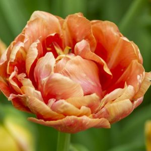 Tulipa 'Orange Angelique', Tulip 'Orange Angelique', Double Late Tulip 'Orange Angelique', Double Late Tulips, Spring Bulbs, Spring Flowers, Orange Tulip, Double Late Tulip, Apricot Tulips