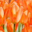 Tulipa Orange emperor, Tulip 'Orange Emperor', Fosteriana Tulip 'Orange Emperor', Fosteriana Tulips, Spring Bulbs, Spring Flowers, Tulipe Orange emperor, Spring Bloom, Mid Spring bloom, orange tulips