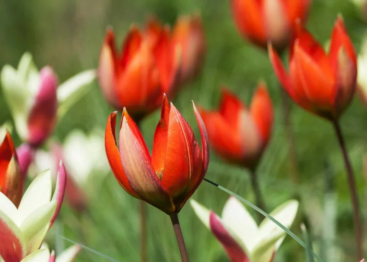 Tulipa orphanidea, Tulip orphanidea, Botanical Tulip, Tulip Species, Tulip Species, Rock Garden Tulip, Wild Tulip