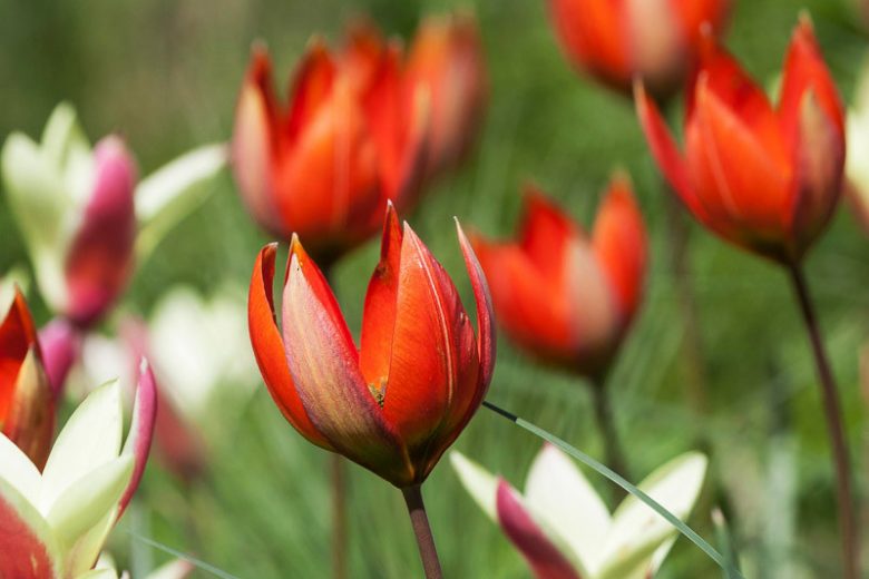 Tulipa orphanidea, Tulip orphanidea, Botanical Tulip, Tulip Species, Tulip Species, Rock Garden Tulip, Wild Tulip
