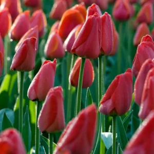 Tulipa 'Parade' ',Tulip 'Parade', Darwin Hybrid Tulip 'Parade', Darwin Hybrid Tulips, Spring Bulbs, Spring Flowers, Red Tulip