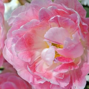 Tulip Peach Blossom, Tulipa Peach Blossom, Tulipe Peach Blossom, Pink Tulips, Double Early tulips, Tulipes Double Hatives, Spring Bulbs, Spring Flowers