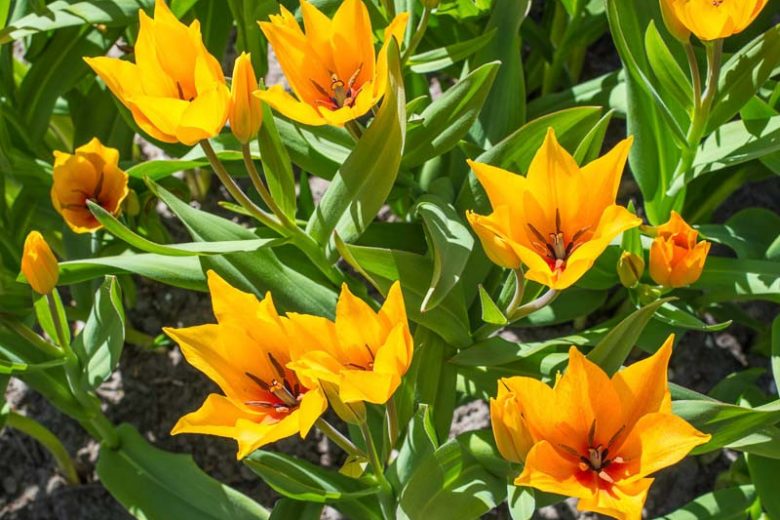 Tulipa praestans 'Shogun', Tulip praestans 'Shogun', Tulip 'Shogun', Miscellaneous Tulip 'Fusilier', Botanical Tulips, Tulip Species, Rock Garden Tulips, Wild Tulips, Mid spring tulip, Yellow tulip, multi-flowering tulip