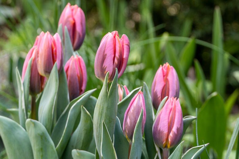 Tulipa 'Pretty Princess',Tulip 'Pretty Princess', Triumph Tulip 'Pretty Princess', Triumph Tulips, Spring Bulbs, Spring Flowers, Tulipe Pretty Princess, Orange Tulip