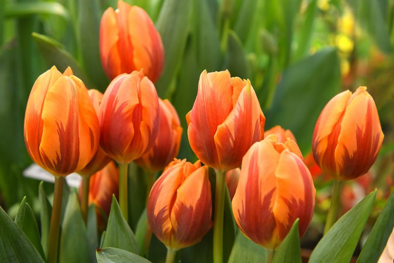 Tulipa 'Prinses Irene',Tulip 'Prinses Irene', Triumph Tulip 'Prinses Irene', Triumph Tulips, Spring Bulbs, Spring Flowers, Tulipe Prinses Irene, Orange Tulip