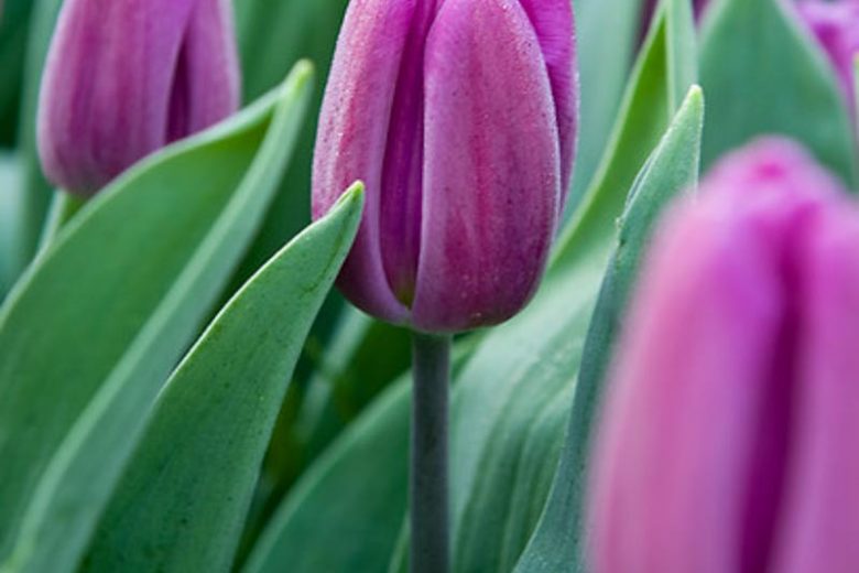 Tulipa 'Purple Flag',Tulip 'Purple Flag', Triumph Tulip 'Purple Flag', Triumph Tulips, Spring Bulbs, Spring Flowers, Purple Tulip