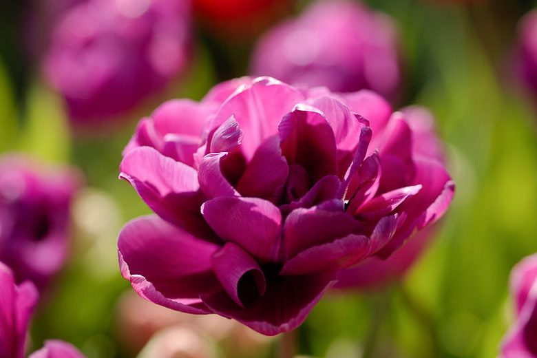 Tulipa 'Purple Jacket',Tulip 'Purple Jacket', Double Late Tulip 'Purple Jacket', Double Late Tulips, Spring Bulbs, Spring Flowers, Tulipe Purple Jacket, Purple Tulips, Late spring tulips, Tulipes Doubles Tardives
