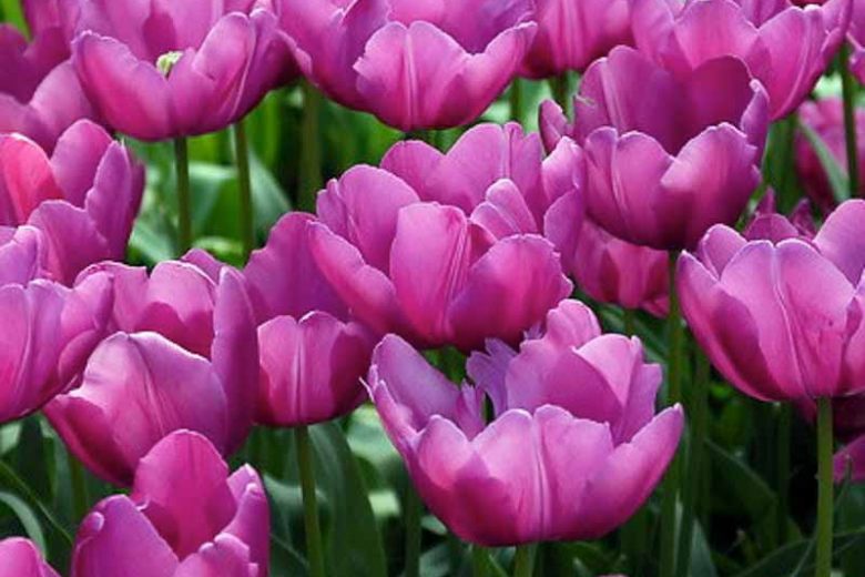 Tulipa Purple Prince,Tulip 'Purple Prince', Single Early Tulip 'Purple Prince', Single Early Tulips, Spring Bulbs, Spring Flowers, Tulipe Purple Prince, Purple tulips, Tulipes Simples Hatives