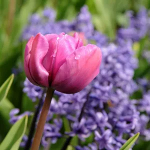 Tulipa Purple Rain, Tulip 'Purple Rain', Triumph Tulip 'Purple Rain', Triumph Tulips, Spring Bulbs, Spring Flowers, Tulipe Purple Rain, Purple Tulips, Pink Tulips, Tulipes Triomphe