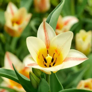 Tulipa 'Quebec',Tulip 'Quebec', Greigii Tulip 'Quebec', Greigii Tulips, Spring Bulbs, Spring Flowers, Tulipe Quebec, bicolor tulips
