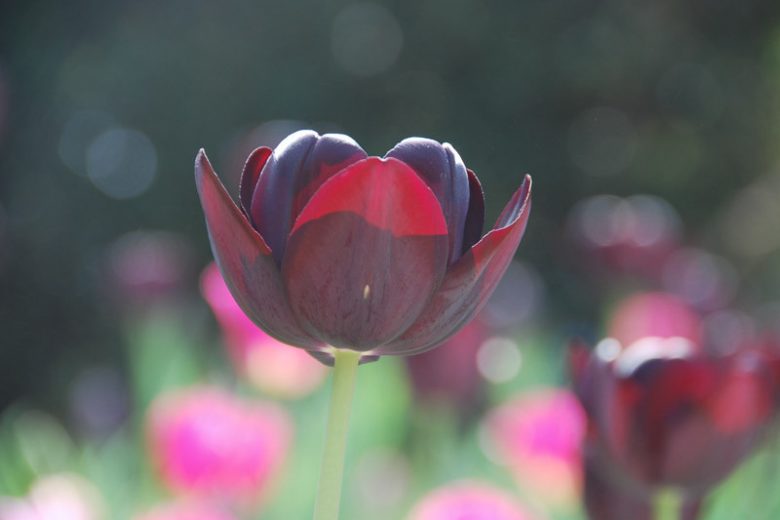 Tulipa Queen of Night, Tulip 'Queen Of Night', Single Late Tulip 'Queen Of Night', Single Late Tulips, Spring Bulbs, Spring Flowers, Tulipe Queen of Night, AGM Tulips, Black tulips, bulb combination