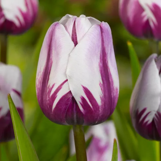 Tulipa Rem's Favorite, Tulip 'Rem's Favorite', Triumph Tulip 'Rem's Favorite', Tulip 'Rem's Favourite', Triumph Tulip 'Rem's Favourite',  Triumph Tulips, Spring Bulbs, Spring Flowers, Purple Tulips, Bicolor Tulip, Whit