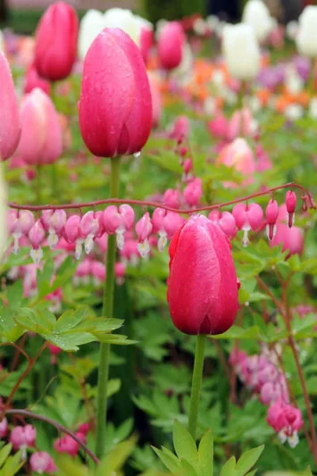 Tulip 'Renown', Single Late Tulip 'Renown', Single Late Tulips, Spring Bulbs, Spring Flowers, Pink Tulip