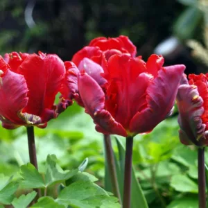 Tulipa Rococo, Tulip 'Rococo', Parrot Tulip 'Rococo', Parrot Tulips, Spring Bulbs, Spring Flowers, Tulipe Rococo,Parrot tulip, Red Tulip, Tulip Perroquet