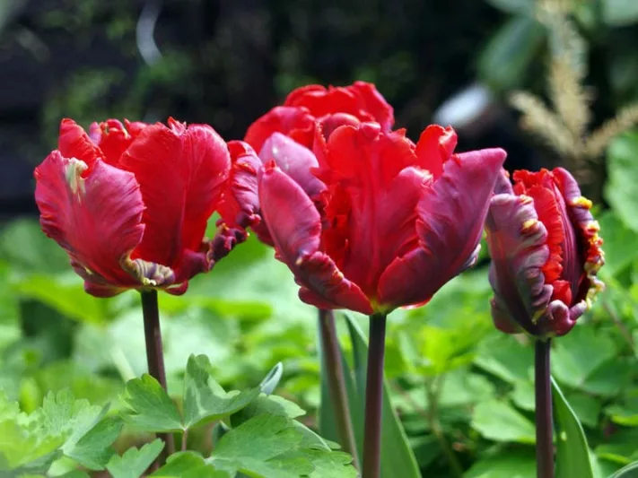 Tulipa Rococo, Tulip 'Rococo', Parrot Tulip 'Rococo', Parrot Tulips, Spring Bulbs, Spring Flowers, Tulipe Rococo,Parrot tulip, Red Tulip, Tulip Perroquet