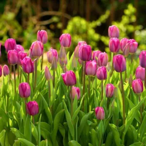Tulip 'Roussillon', Triumph Tulip 'Roussillon', Tulip 'Roussillion', Triumph Tulip 'Roussillion',Triumph Tulips, Spring Bulbs, Spring Flowers